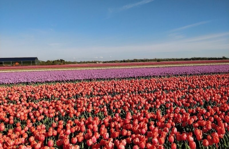 Bloemenrondleiding 4